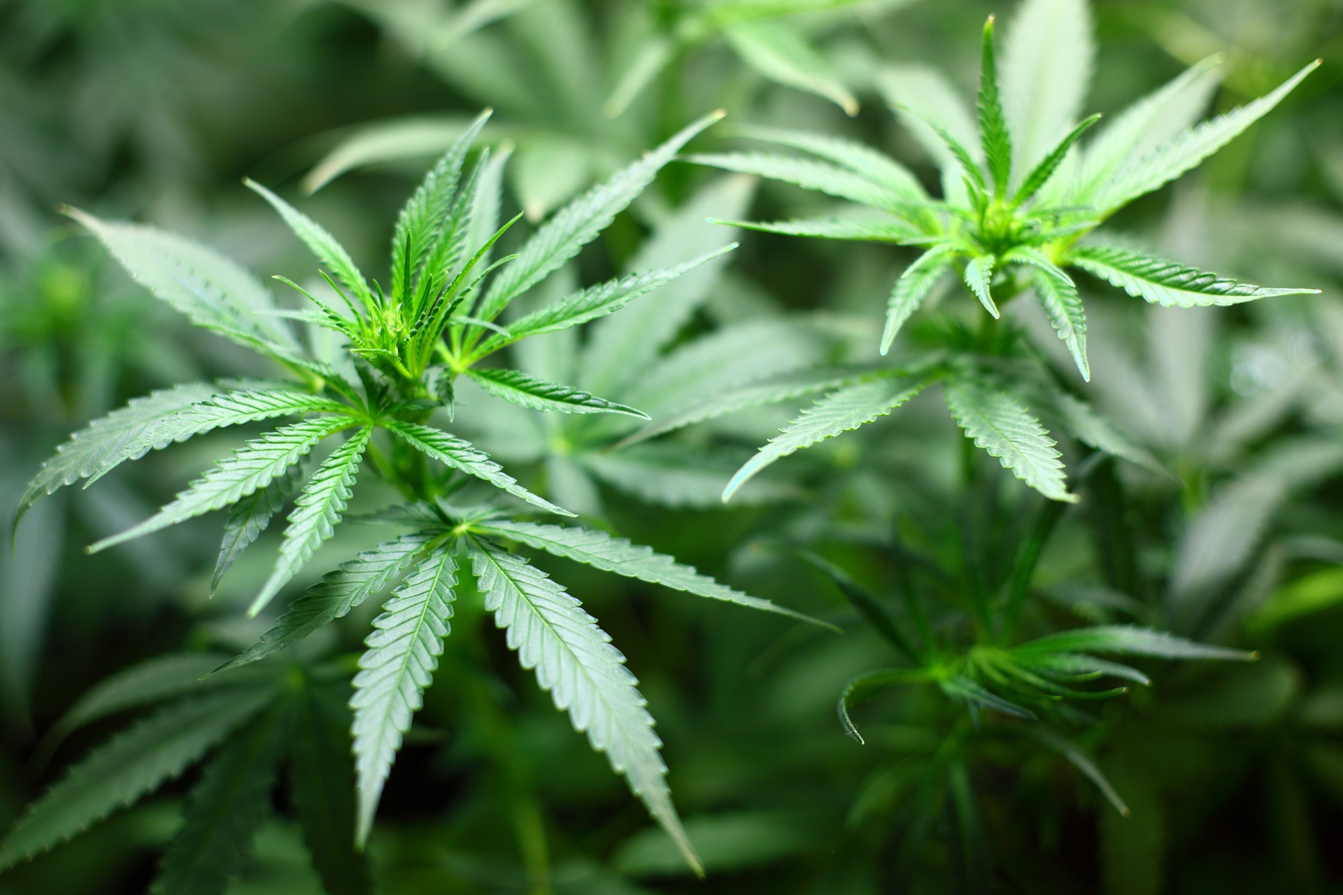 Luksemburg Akan Melegalkan Penanaman dan Penggunaan Ganja di Rumah